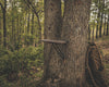 #717 Tree Seat