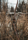 PA Custom Bows