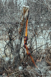 PCH Custom Bows