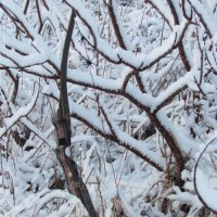 Graybark in Snow